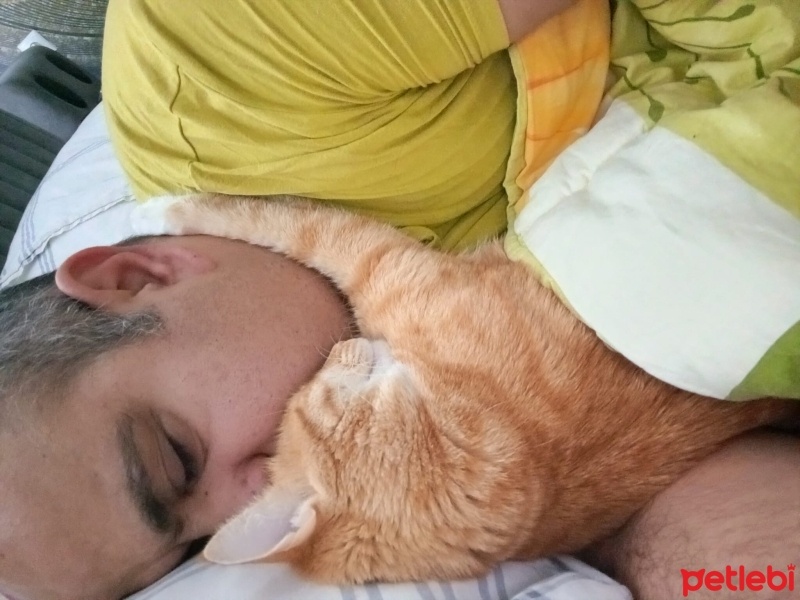 Sarman, Kedi  Badem fotoğrafı