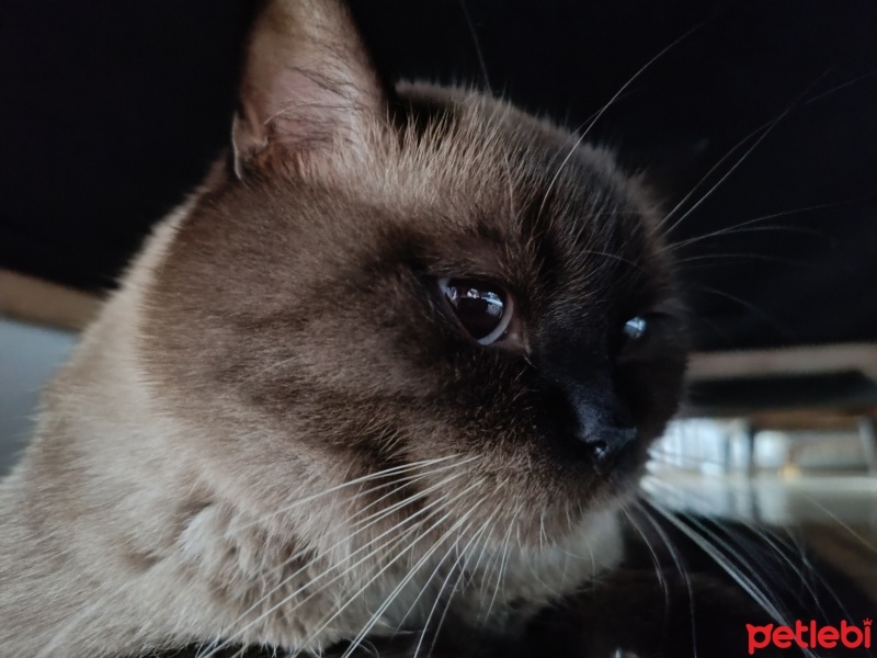 British Shorthair, Kedi  Gümüş fotoğrafı