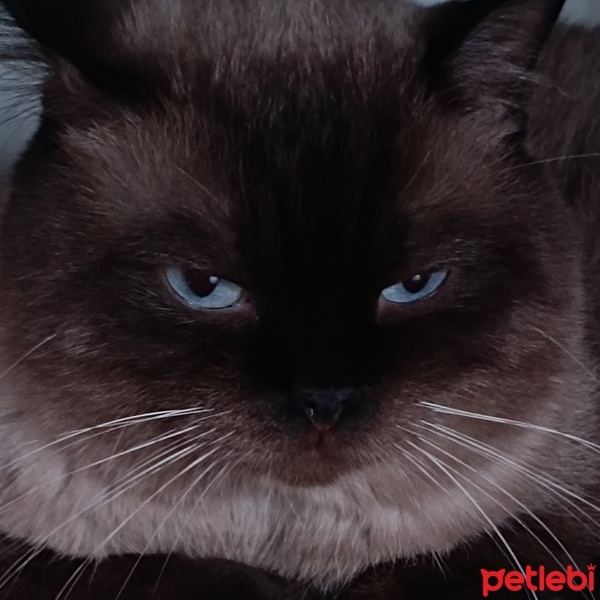 British Shorthair, Kedi  Gümüş fotoğrafı