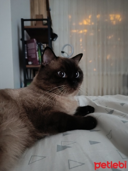 British Shorthair, Kedi  Gümüş fotoğrafı