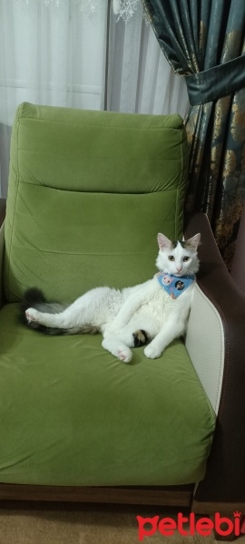 Tekir Kedi, Kedi  Şakül fotoğrafı