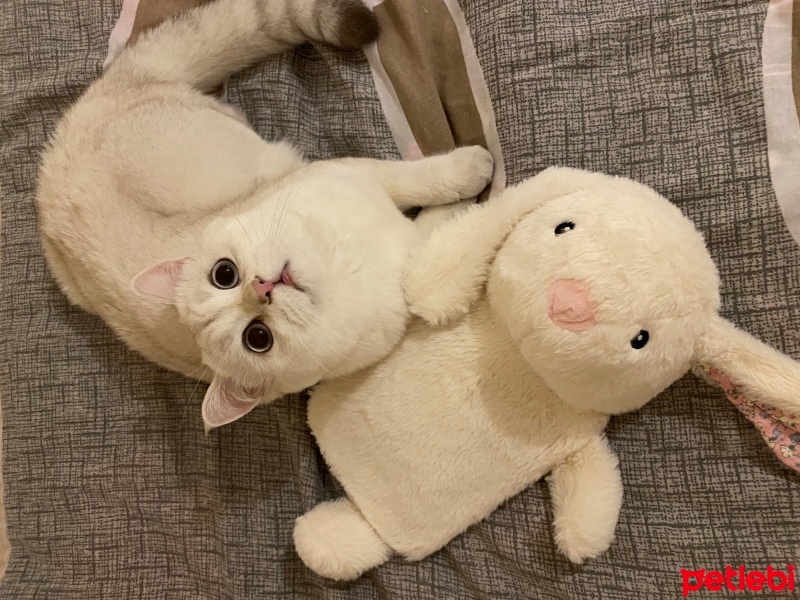 Scottish Fold, Kedi  Puffy fotoğrafı