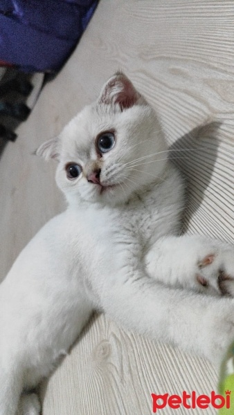 Scottish Fold, Kedi  Maya fotoğrafı