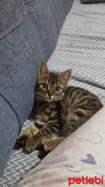 Tekir Kedi, Kedi  Arya fotoğrafı