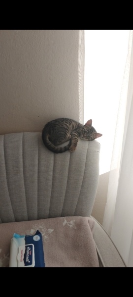 Tekir Kedi, Kedi  Arya fotoğrafı