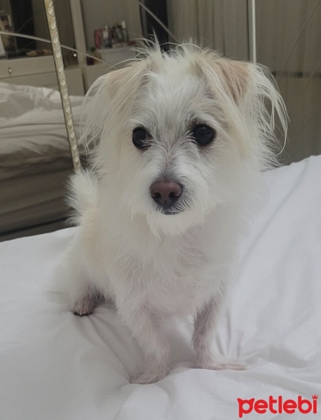 Maltese, Köpek  Pamuk fotoğrafı