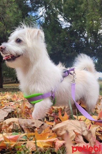 Maltese, Köpek  Pamuk fotoğrafı