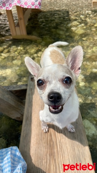 Chihuahua, Köpek  Arthur fotoğrafı