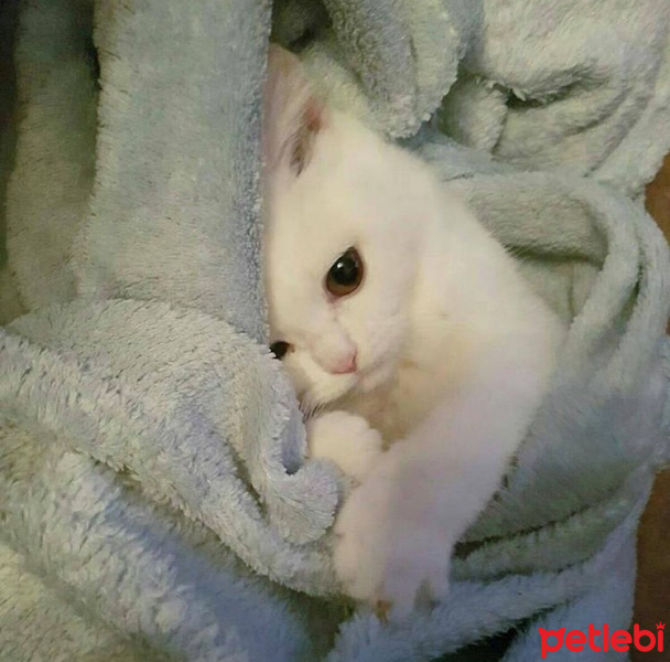 Chinchilla, Kedi  Mintaks fotoğrafı