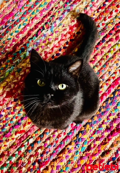British Shorthair, Kedi  Kömür fotoğrafı