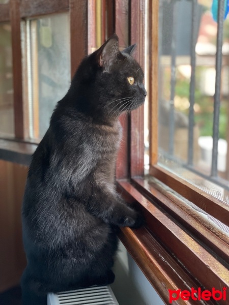 British Shorthair, Kedi  Kömür fotoğrafı