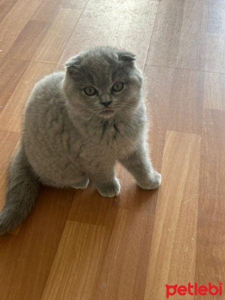 Scottish Fold, Kedi  Pati fotoğrafı