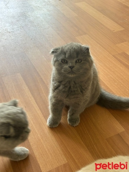 Scottish Fold, Kedi  Pati fotoğrafı