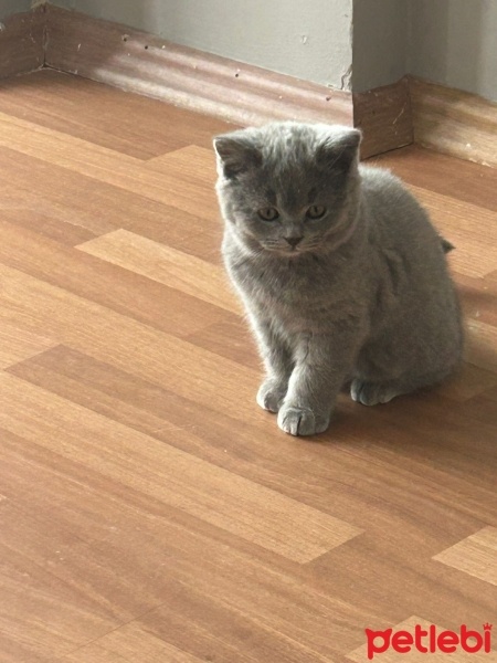 Scottish Fold, Kedi  Pati fotoğrafı
