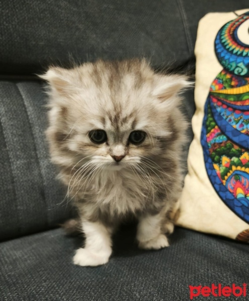 American Shorthair, Kedi  Pamuk Ailesi fotoğrafı