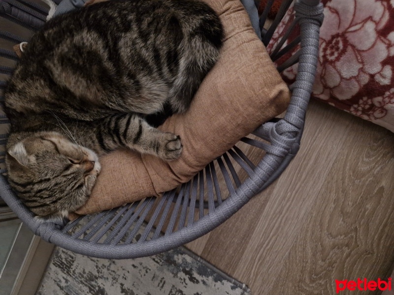 Scottish Fold, Kedi  Pamuk prenses fotoğrafı