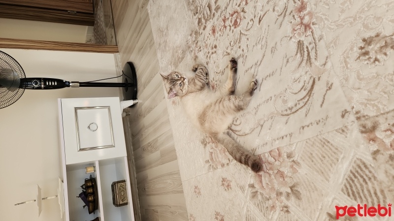 İran Kedisi (Persian), Kedi  Gümüş fotoğrafı