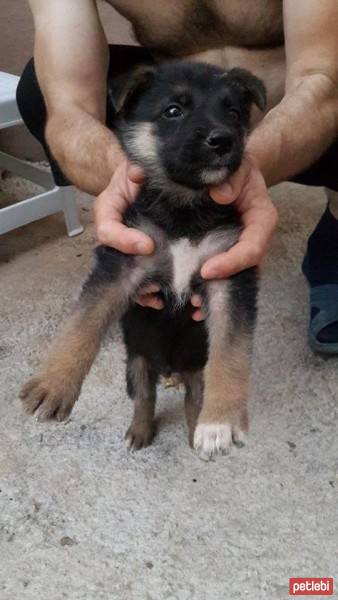 Alman Çoban Köpeği, Köpek  tyson fotoğrafı