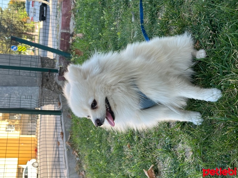 Pomeranyalı, Köpek  oscar fotoğrafı