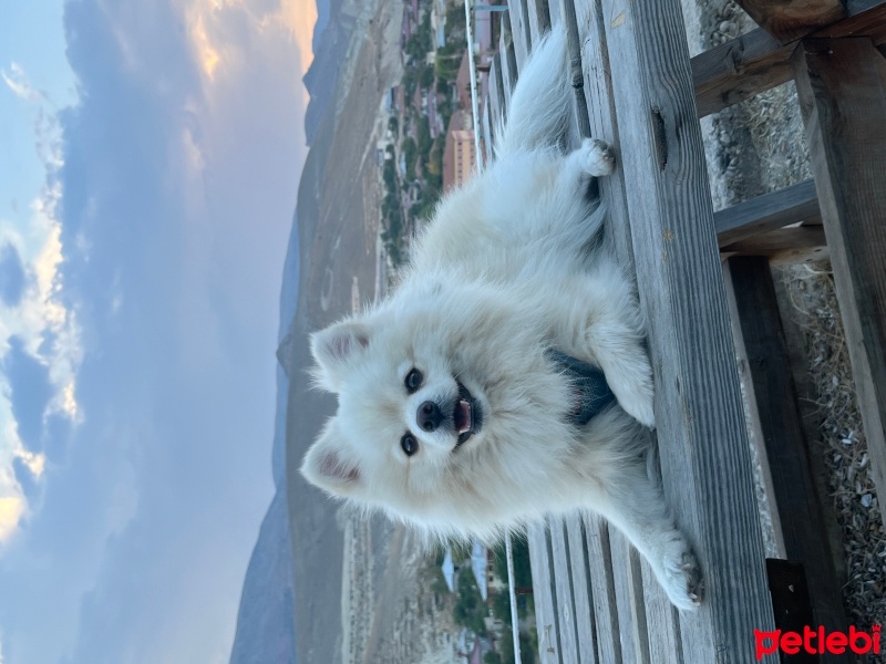 Pomeranyalı, Köpek  oscar fotoğrafı