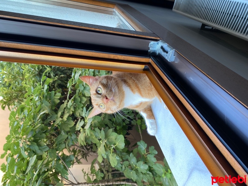 Tekir Kedi, Kedi  Atlas fotoğrafı