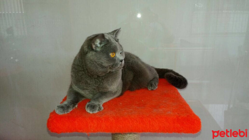 British Shorthair, Kedi  Degerlimis fotoğrafı