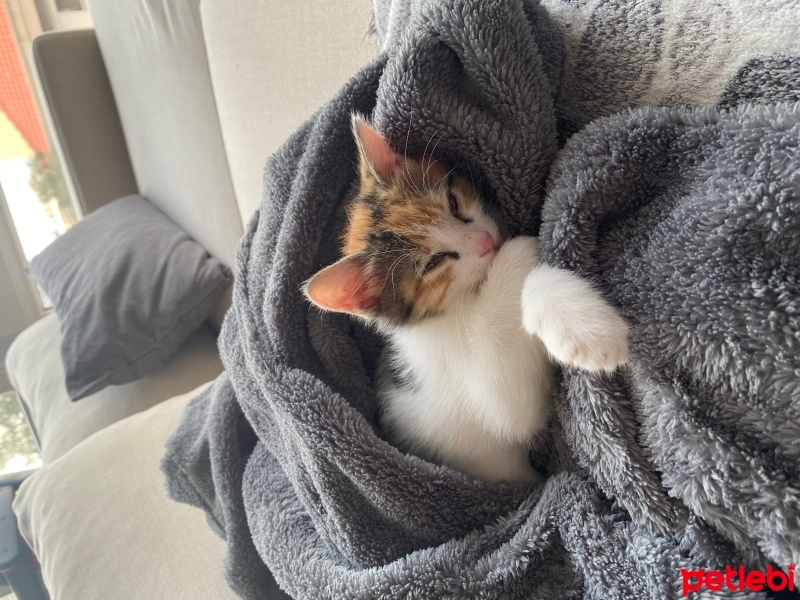 Tekir Kedi, Kedi  Hera fotoğrafı