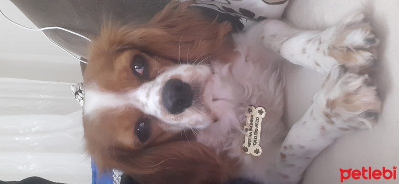 King Charles Spaniel, Köpek  Miti fotoğrafı