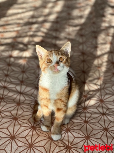 Sarman, Kedi  Paşa fotoğrafı