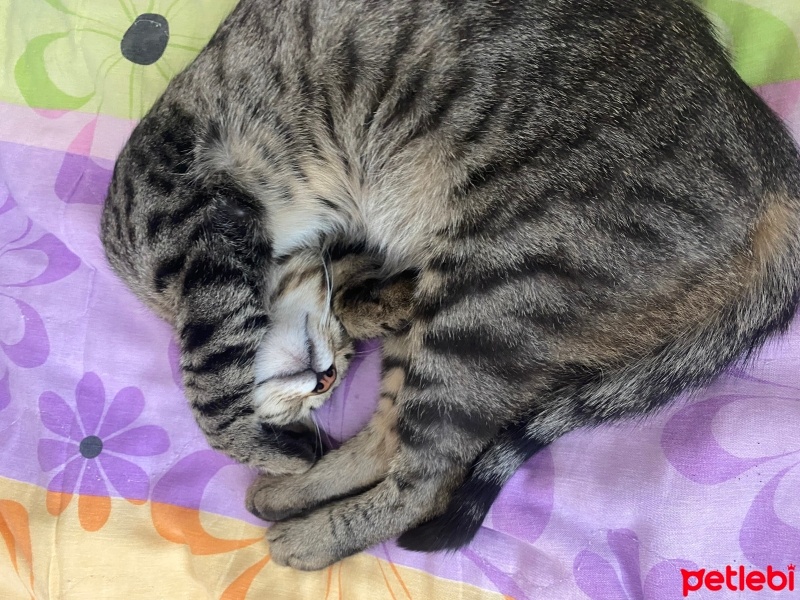 Tekir Kedi, Kedi  Aslan fotoğrafı