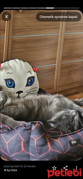 Mavi Rus, Kedi  Kara fotoğrafı