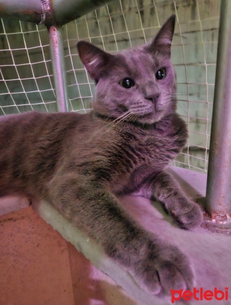 Mavi Rus, Kedi  Kara fotoğrafı