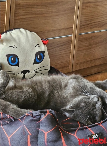 Mavi Rus, Kedi  Kara fotoğrafı