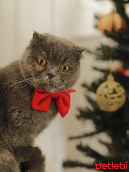 British Shorthair, Kedi  Sherlock fotoğrafı