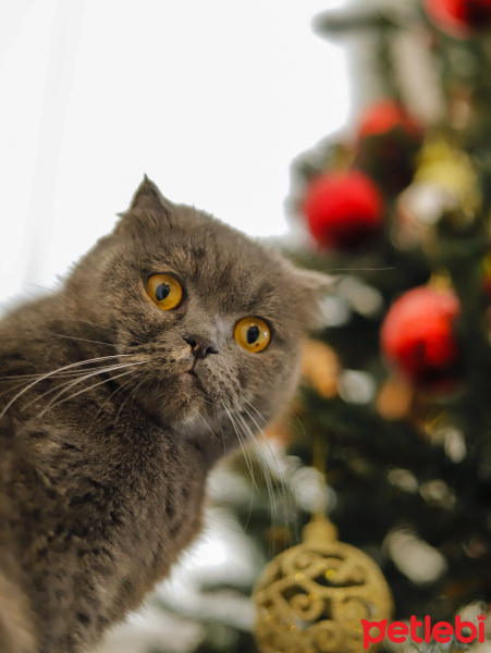 British Shorthair, Kedi  Sherlock fotoğrafı