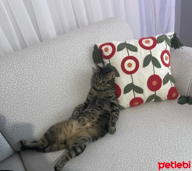 Tekir Kedi, Kedi  Romeo fotoğrafı