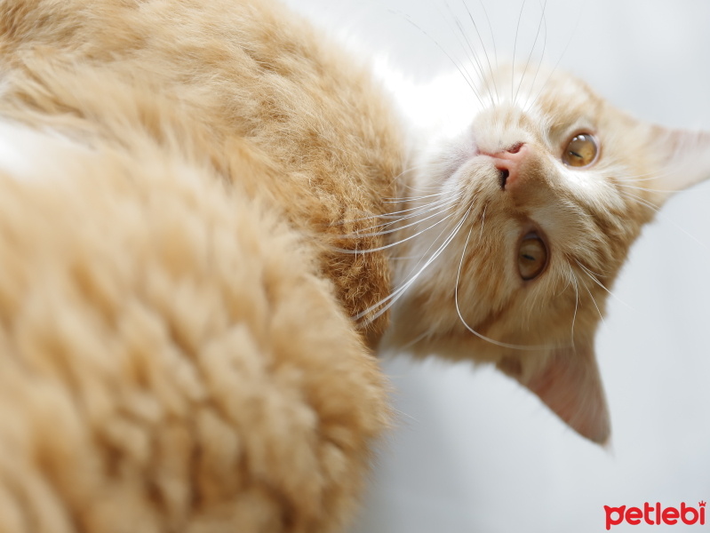Tekir Kedi, Kedi  Tarçın fotoğrafı