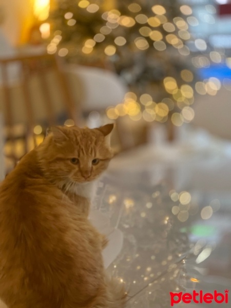 Tekir Kedi, Kedi  Tarçın fotoğrafı