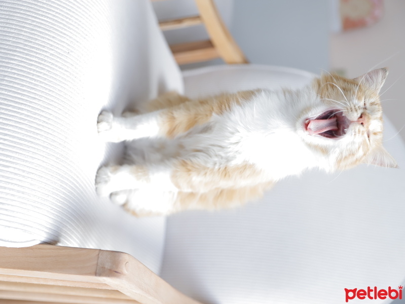 Tekir Kedi, Kedi  Tarçın fotoğrafı