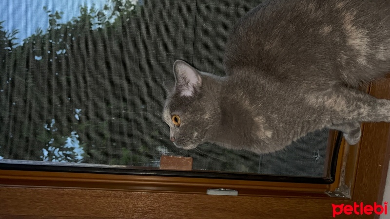 British Shorthair, Kedi  paris fotoğrafı