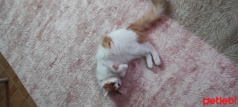 Tekir Kedi, Kedi  Minnoş fotoğrafı