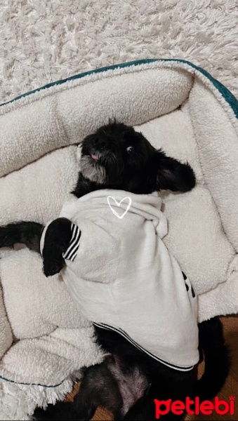 Affenpinscher, Köpek  coco fotoğrafı