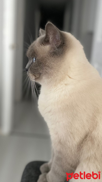 British Shorthair, Kedi  Mayıs fotoğrafı