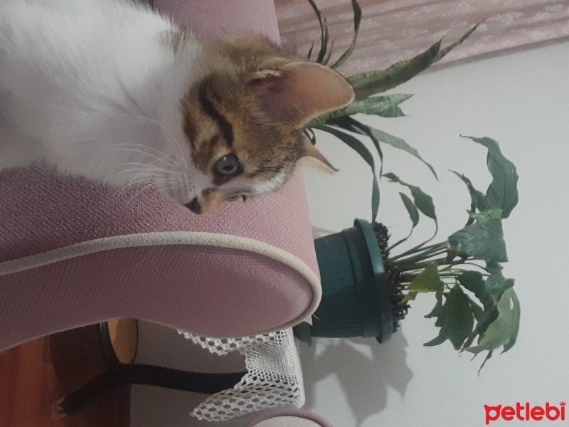 Tekir Kedi, Kedi  Zeytin fotoğrafı