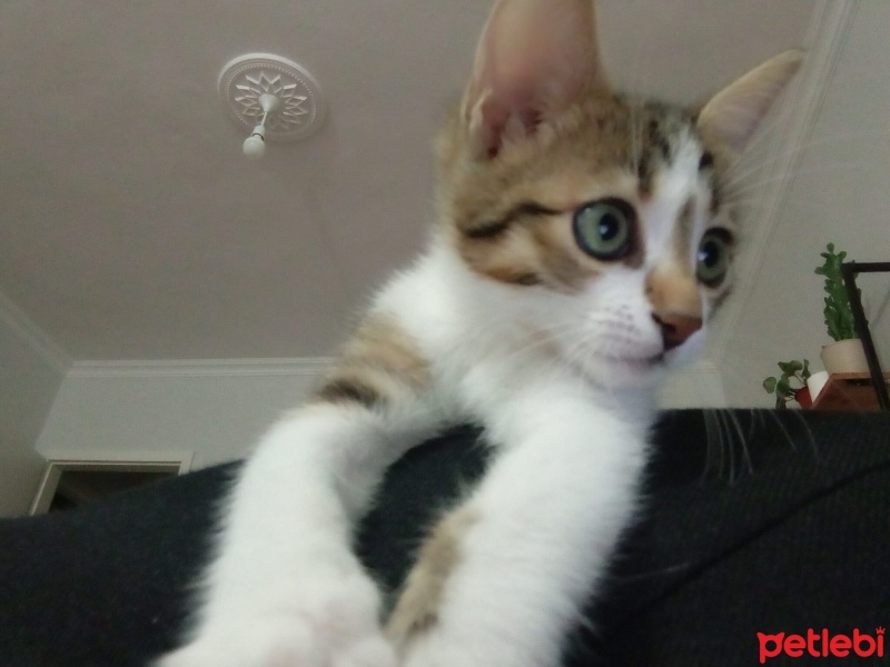 Tekir Kedi, Kedi  Zeytin fotoğrafı