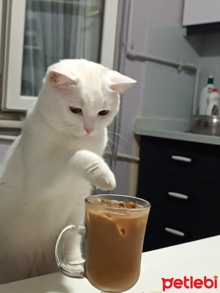 Van Kedisi, Kedi  Peri fotoğrafı