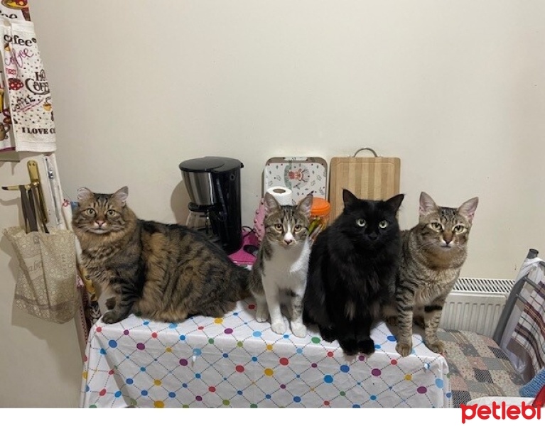 Tekir Kedi, Kedi  Boncuk Kaymak Ceviz Mars Kocakafa fotoğrafı