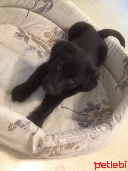 Labrador Retriever, Köpek  Çağrı fotoğrafı