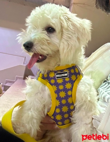 Maltese, Köpek  Oscar fotoğrafı