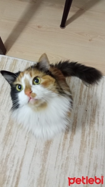 Tekir Kedi, Kedi  mia fotoğrafı